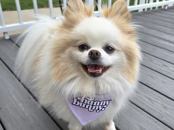Hunny: The Rescue Dog Who Learned to Run Again