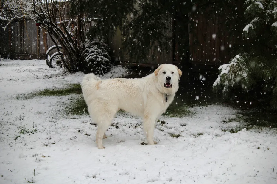 a large great pyrenees dog standing on snow