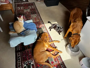 Dogs and Cats Getting Along: One Big Happy Family
