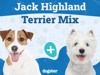 Jack Highland Terrier Mixed Dog Breed: Info, Pictures, Care & Traits