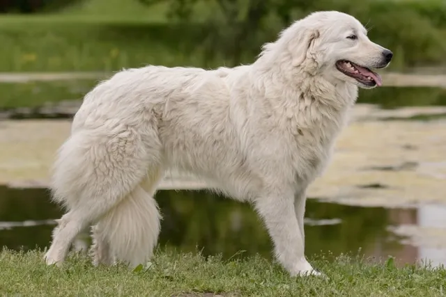 Maremma Sheepdog Breed: Info, Pictures, Traits & Care