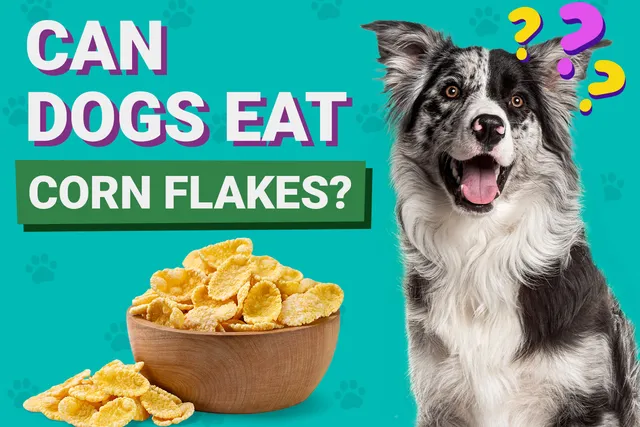 Can Dogs Eat Corn Flakes? Vet-Approved Advice & Precautions