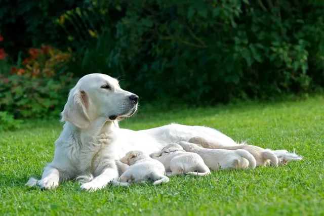 2026 World Record for Highest Number of Puppies Born in a Litter