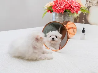 Can Dogs Recognize Themselves in the Mirror? Interesting Vet-Approved Canine Facts