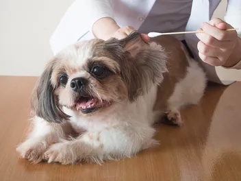 How to Clean Shih Tzu Ears: Vet-Approved Steps & Additional Tips