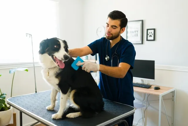 Border Collie Grooming: 15 Vet-Approved Tips