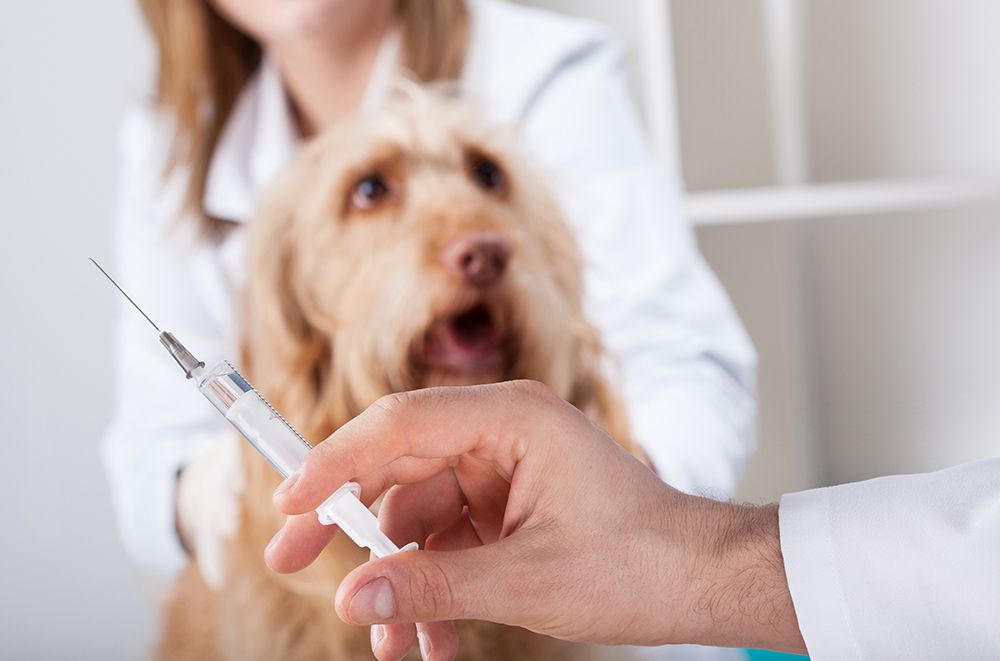 dog getting injected at the veterinary clinic