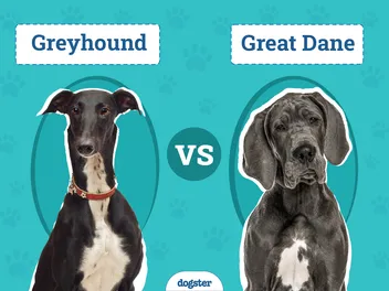 Greyhound vs Great Dane: Vet-Reviewed Differences (With Pictures)