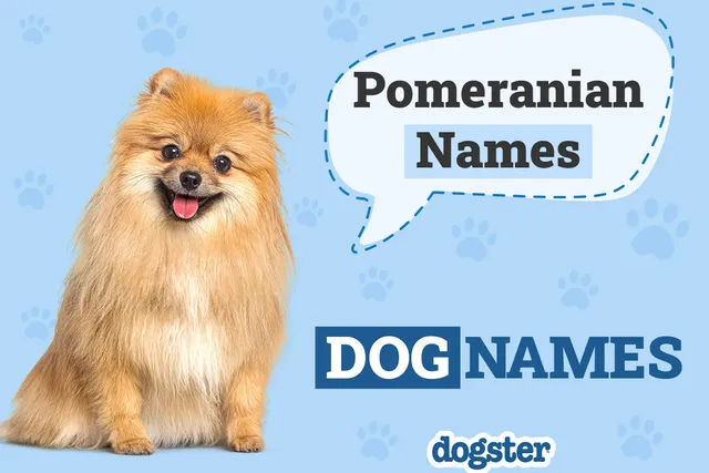330 Popular and Unique Pomeranian Names