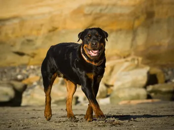 How Long Do Rottweilers Live? Average Lifespan, Data & Care