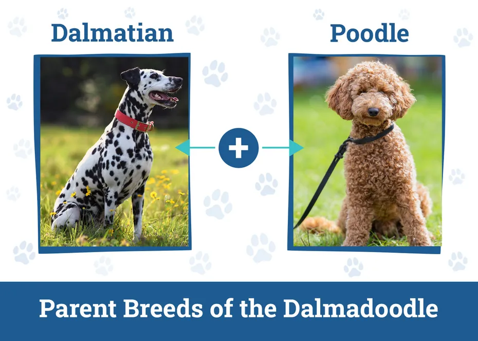 Parent Breeds of the Dalmadoodle