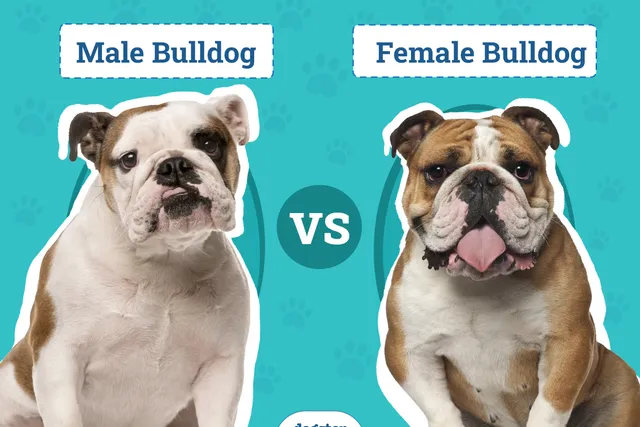 Male vs Female Bulldog: What’s the Difference? (With Pictures)