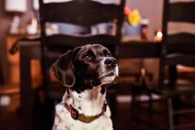 Boingle (Beagle & German Shorthaired Pointer Mix): Info, Pictures, Care & More