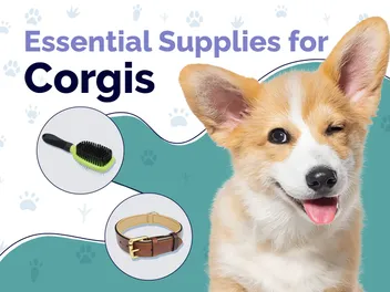 11 Essential Corgi Supplies to Get You Started: 2026 Vet-Reviewed Guide