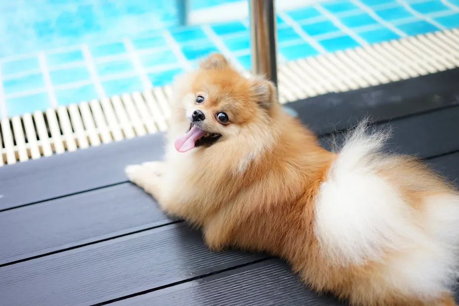 pomeranian dog near pool with water