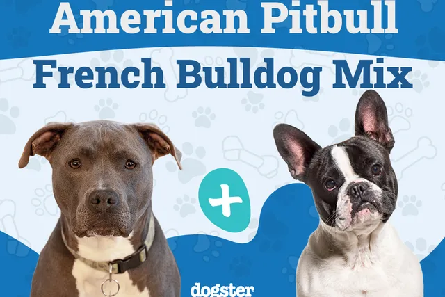 American French Bull Terrier Dog Breed: Info, Pictures, Care Guide & More