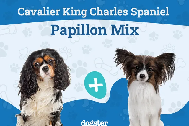 Cavalon Dog Breed: Info, Pictures, Care & More