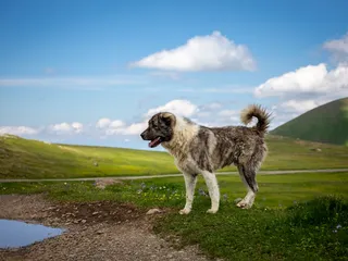 Caucasian Mountain Dog: Breed Info, Pictures, Care Guide & More