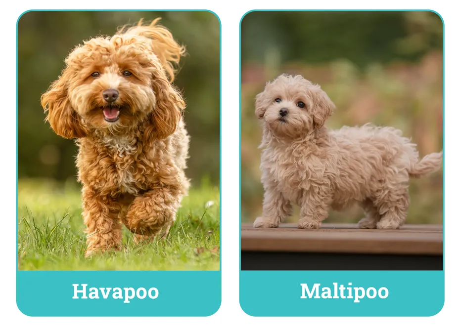 Havapoo vs. Maltipoo