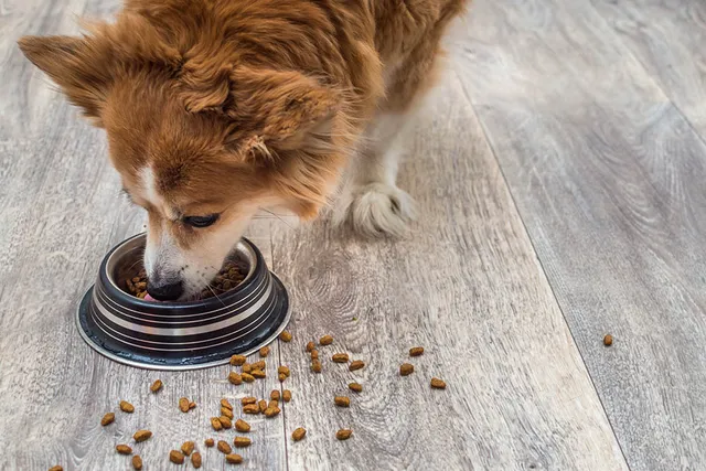 What Is Crude Fiber in Dog Food? Vet-Verified Nutrition Facts & FAQ