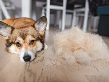 Do Corgis Shed More Than Other Breeds? How Much & Grooming Tips