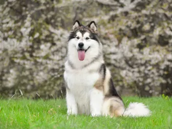 How Long Do Alaskan Malamutes Live: Average Lifespan, Data & Care (Vet-Approved)