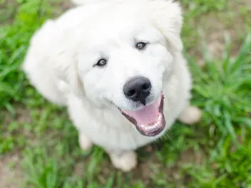 5-Month-Old Puppy: What to Expect (Vet-Approved Guide)