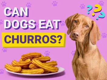 Can Dogs Eat Churros? Vet-Reviewed Facts & FAQ