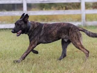 Brindle Belgian Malinois: Info, Pictures, Origin & History