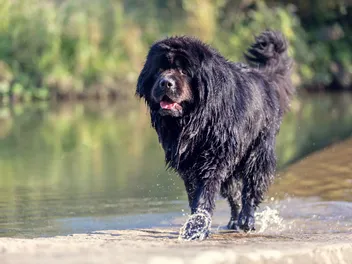How Protective Are Newfoundland Dogs? Vet-Verified Breed Temperament Facts