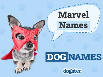 100 Marvel Dog Names for Your Super Furry Friend