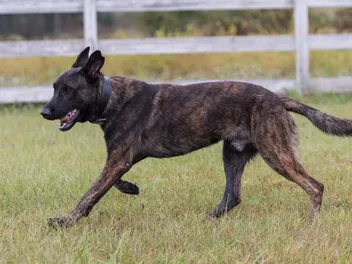 Brindle Belgian Malinois: Info, Pictures, Origin & History