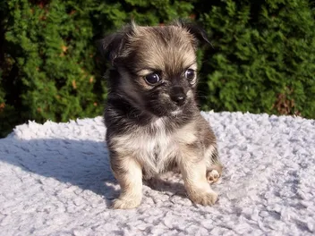 Dach Griffon Dog Breed: Info, Pictures, Care & More