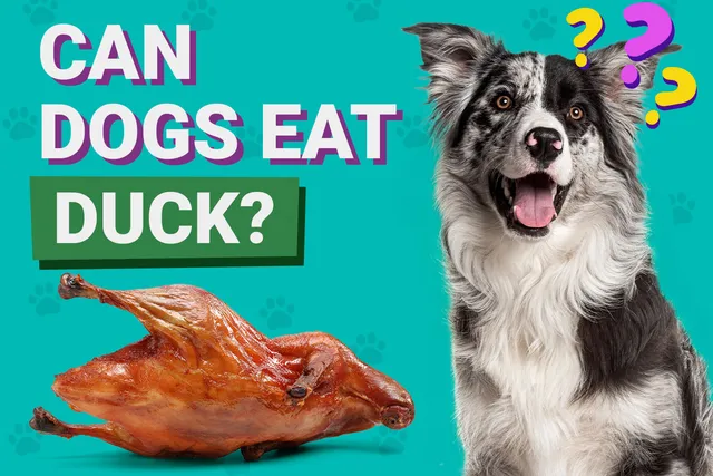 Can Dogs Eat Duck? Vet-Verified Health Benefits