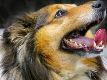 Why Does My Dog Chatter Its Teeth? 8 Vet-Verified Reasons
