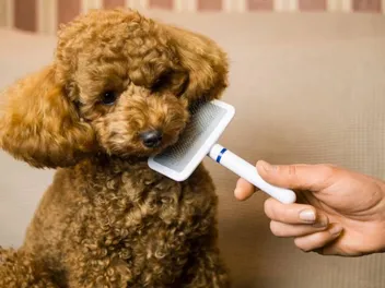 10 Best Dog Brushes for Poodles in 2026 - Reviews & Top Picks