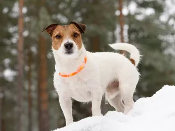 8 Best LED & Light-Up Dog Collars in 2026 – Reviews & Top Picks