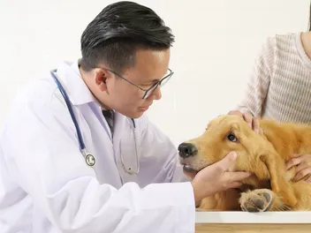 SARDS in Dogs: Vet-Verified Causes, Signs & Care Guide