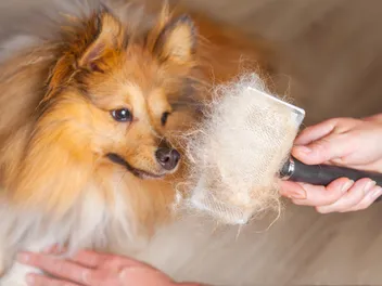 Will Shaving a Dog Help With Shedding? Vet Approved Facts & FAQ