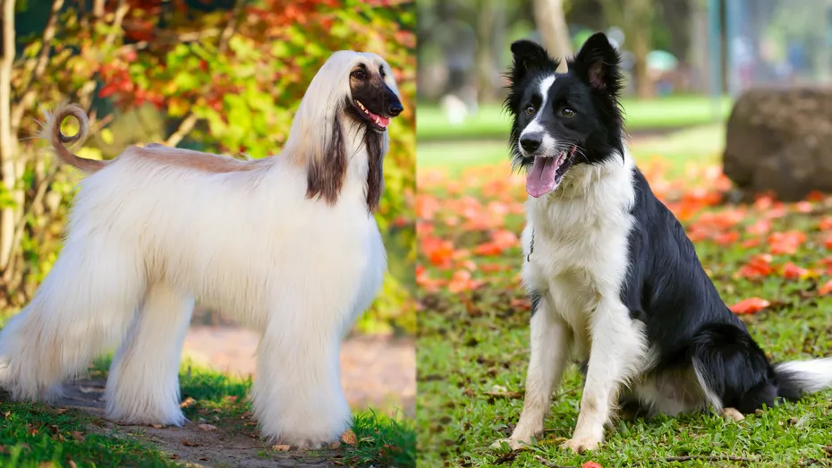 Parent Breeds of Afghan Collie