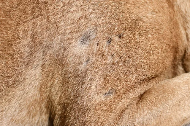 Why Does My Dog Have Small Bald Spots? Vet Reviewed Signs & Causes