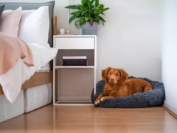 How Long Can You Leave a Dog Alone at Home? (Vet-Verified Facts & FAQ)