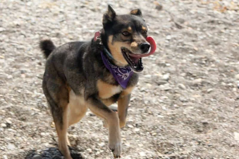 Mixed breed Rotweiller Husky rescue with bandanna plays outside