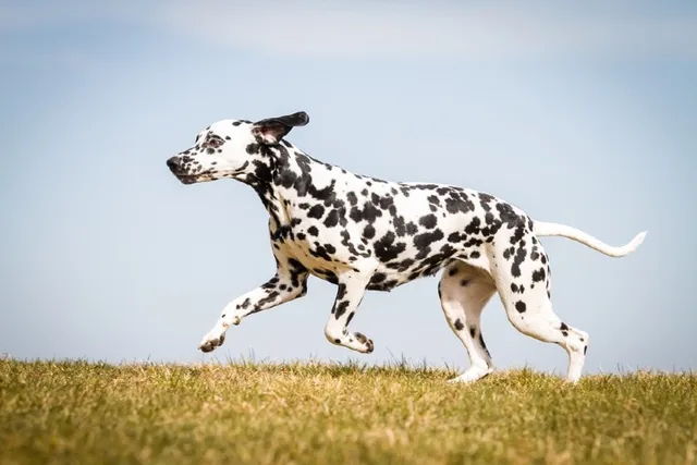 Top 10 Fastest Dog Breeds in the World (With Info & Pictures)
