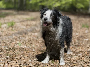 Why Do Dogs Smell Bad When Wet? Vet-Approved Facts & FAQ