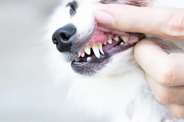 Dog Tooth Abscess: Our Vet Explains the Causes, Signs & Treatment