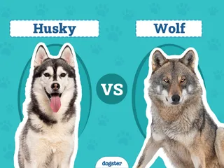 Husky vs Wolf: Vet-Verified Differences (With Pictures)