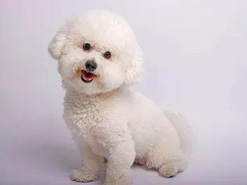 Bichon Frise Colors & Patterns (With Info & Pictures)