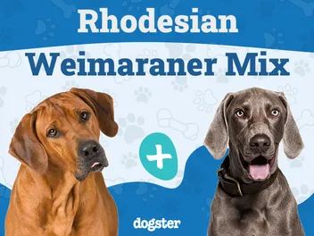 Rhodesian Ridgeback Weimaraner Mix Dog Breed: Info, Pictures, Care & More