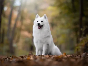 Is a 2-Year-Old Dog Still a Puppy? Vet-Reviewed Maturity Facts